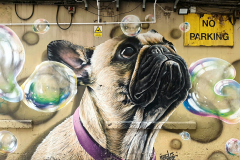 No barking in Glasgow