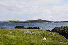 Rhinns of Islay with lighthouse in background