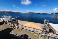 Gold Scottish gold (barley)