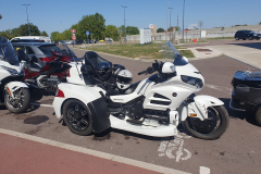 Even stranger animal