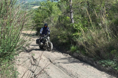 sneaking through the bushes